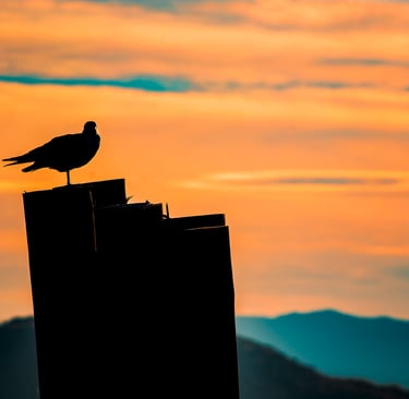 Photo of silhouetted bird on post with orange sunrise