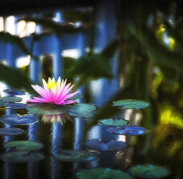 Photo of water lily flower