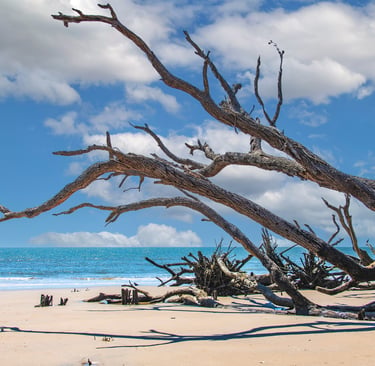 Photo of fallen tree on beach