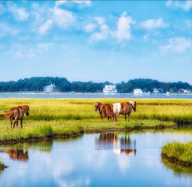 Photo of wild ponies in a marshy area