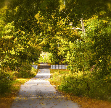 Photo of road leading down into the trees