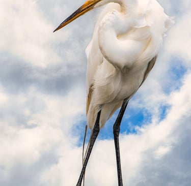 Photo of white egret on post