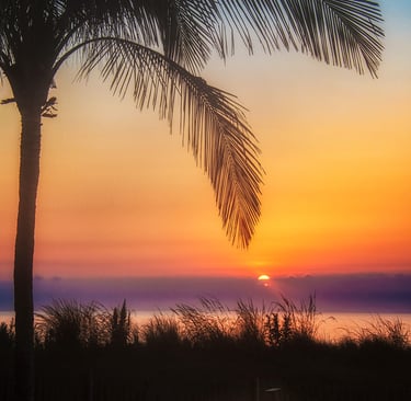 Photo of palm tree at sunrise