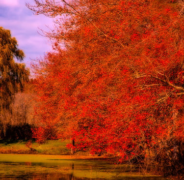Photo of tree with red leaves hanging over water