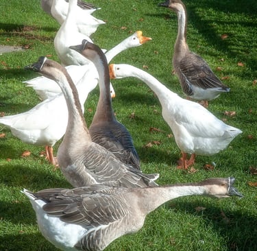 Photo of group of geese looking in two directions