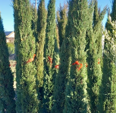 Cupressus sempervirens 'Sancorey'