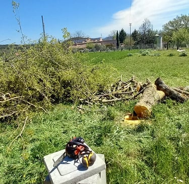 abbattimento spacco legna