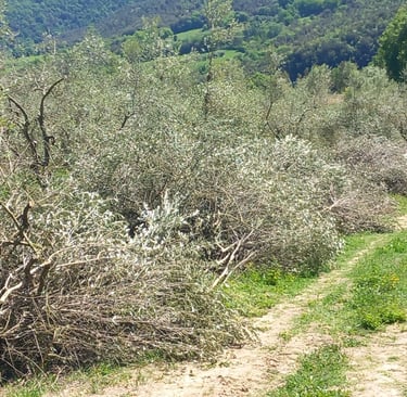 potatura ulivi raccolta 