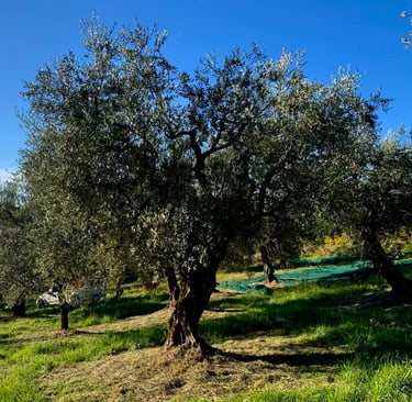 ulivi raccolta olive 