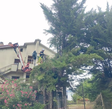 PLE, piattaforma aerea, cestello, abbattimento, dall'alto, amelia, terni, potatura, alto fusto