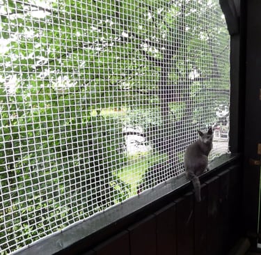 A happy cat perched safely behind a mesh net on a sunny Mumbai apartment window.