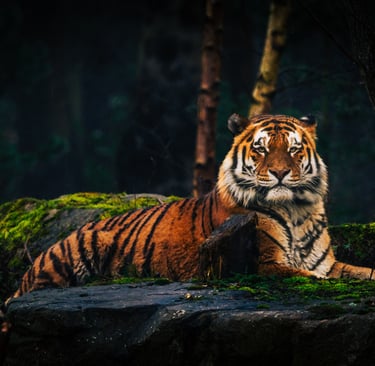 A majestic Siberian tiger resting on a mossy rock in a dark, atmospheric forest setting.