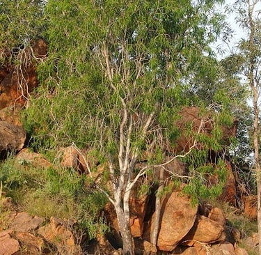 Tall Gumby Gumby tree