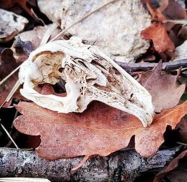 A bird skull on fallen oak leaves in autumn