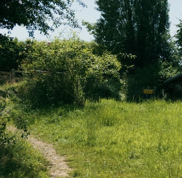 Grüne Fläche mit Grünen Bäumen