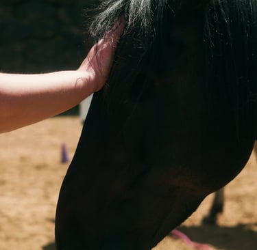 Pferd wird gestreichelt