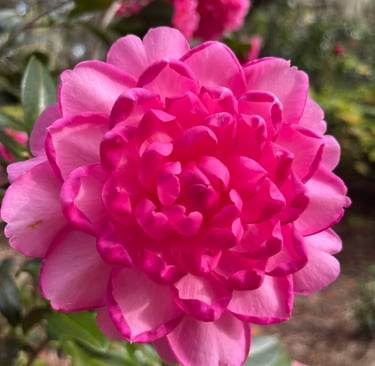 Debbie Ellis Camellia