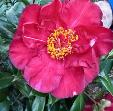 Jay's Surprise Camellia
