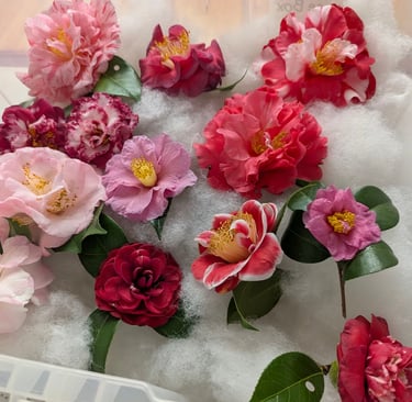 Camellia Show Flowers