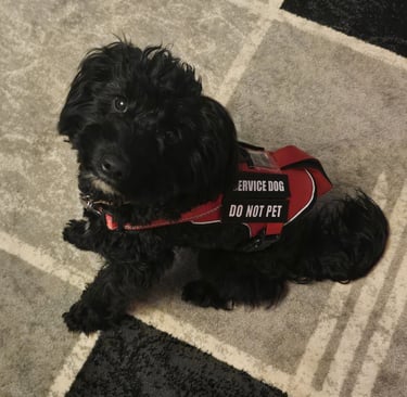 Black cockapoo assistance dog
