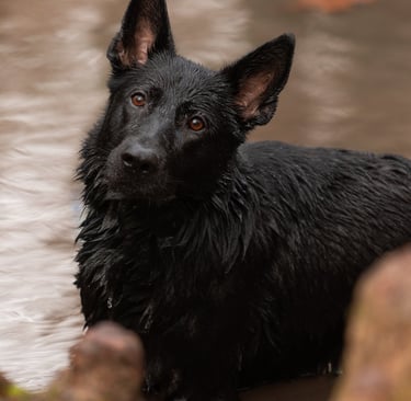 photographe animalier lyon chien photographie
