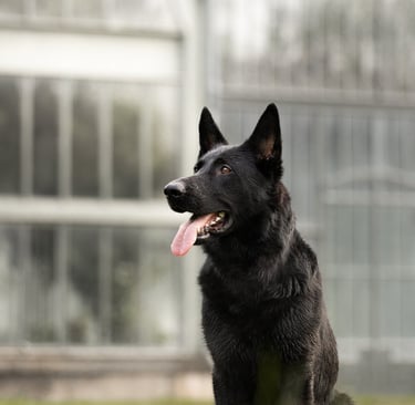 portrait animalier lyon