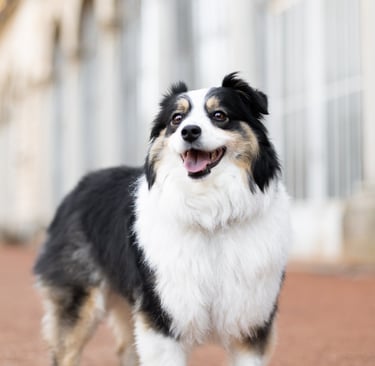 photographe animalier lyon chien photographie