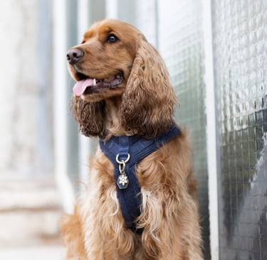 photographe animalier lyon chien photographie