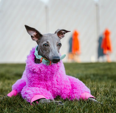 Un pequeño galgo italiano gris que lleva un suéter de forro polar peludito de color rosa intenso
