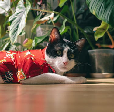 Un gato tipo esmoquin blanco y negro, que lleva una camisa roja estampada
