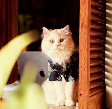 Un gato blanco de pelo largo, que lleva una camisa hawaiana azul con estampado floral, está sentado