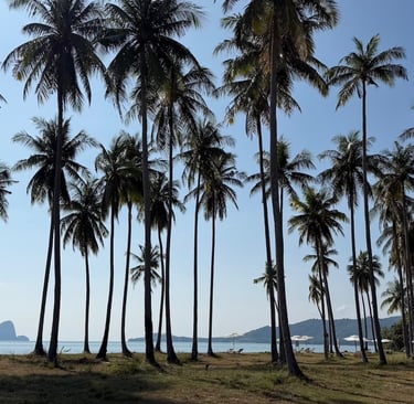 Tropical coconut palm trees landscape near Yanui Beach Phuket