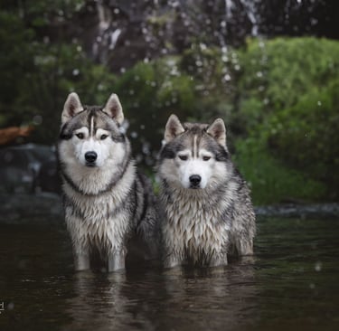Zwei Huskys stehen in der Laaber