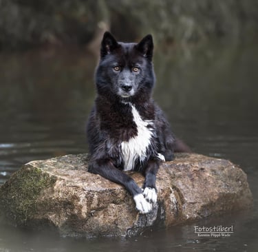 Schwarz-weißer Husky liegt auf einem Felsen im Bach.