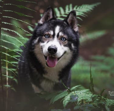 Agoutifarbener Huskyrüde mit blauen Augen