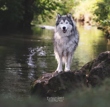 Huskyrüde mit grau-weißem Fell und blauen Augen.