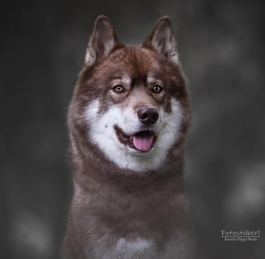 Husky mit kupferfarbigem Fell und bernstein farbigen Augen