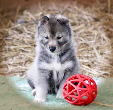 Huskywelpe beim Spielen im Freigehege.