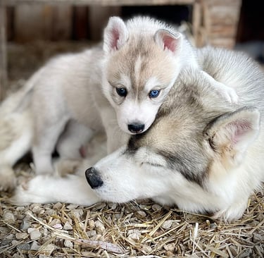Huskywelpe spielt mit seiner Mama.