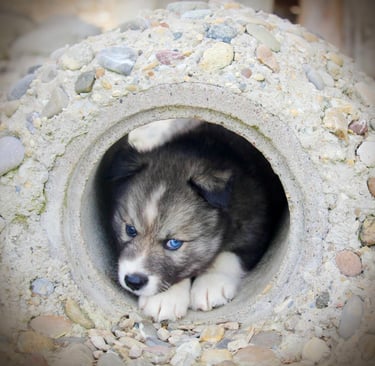 Huskywelpe liegt im Spieltunnel.
