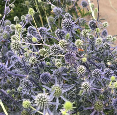 bouquet-fleurs-habay-la-vieilles-fleuriste