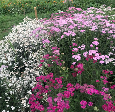bouquet-fleurs-habay-la-vieilles-fleuriste