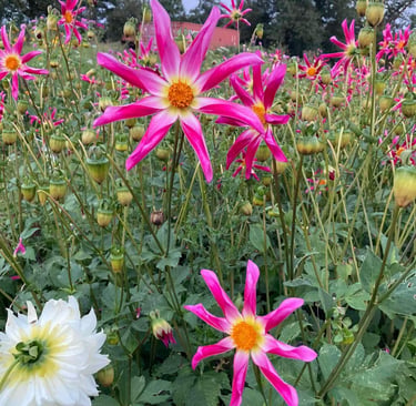bouquet-fleurs-habay-la-vieilles-fleuriste