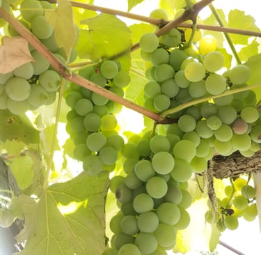 bunch of hite grapes hanging from the vineyard
