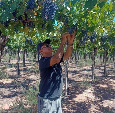 old man cutting some grapes in a vineyard