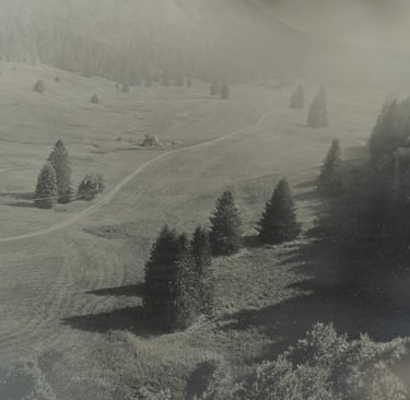 plaine d'Herbouilly avec ses sapins et ses champs fraîchement moissonnés
