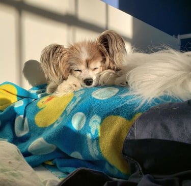 An elderly red and white papillon rests peacefully.