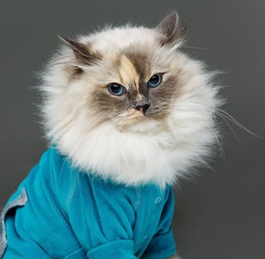 Un gato Ragdoll esponjoso de ojos azules que lleva un suéter para mascotas de color verde azulado,