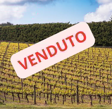 terreno-vitivinicolo-vendesi-terraexpert