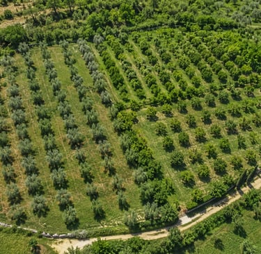 Toscana – Terreno agricolo uliveto in vendita - terraexpert